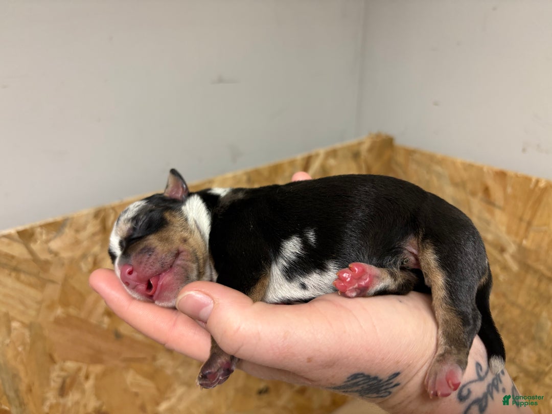 American Bully dogs for sale: Urban - Ad 16