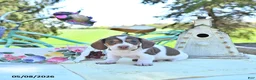 Miniature Dachshund dogs for sale: Dolly - Ad 4