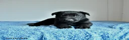 Belgian Malinois dogs for sale: Axel - Ad 1