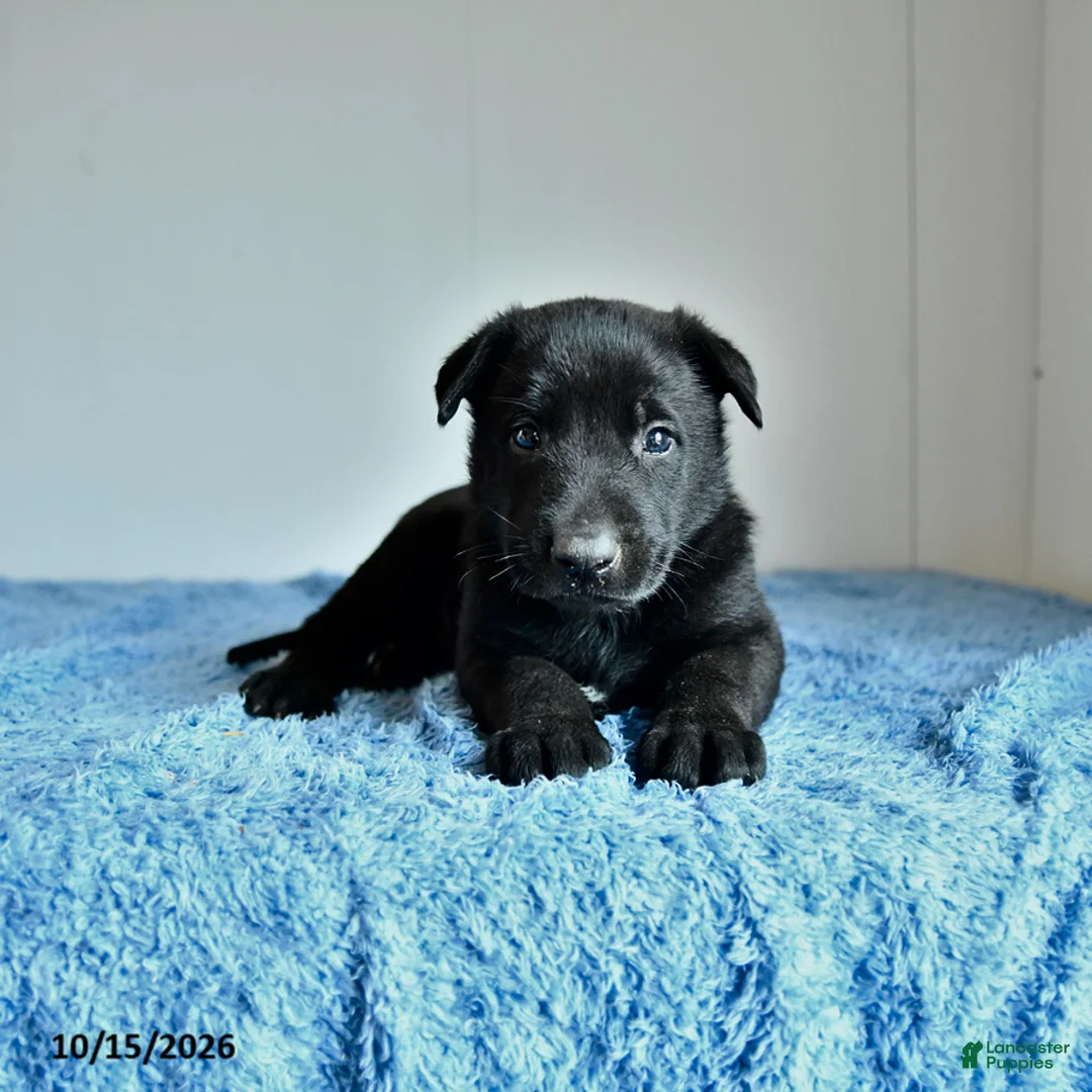 Belgian Malinois dogs for sale: Axel - Ad 1