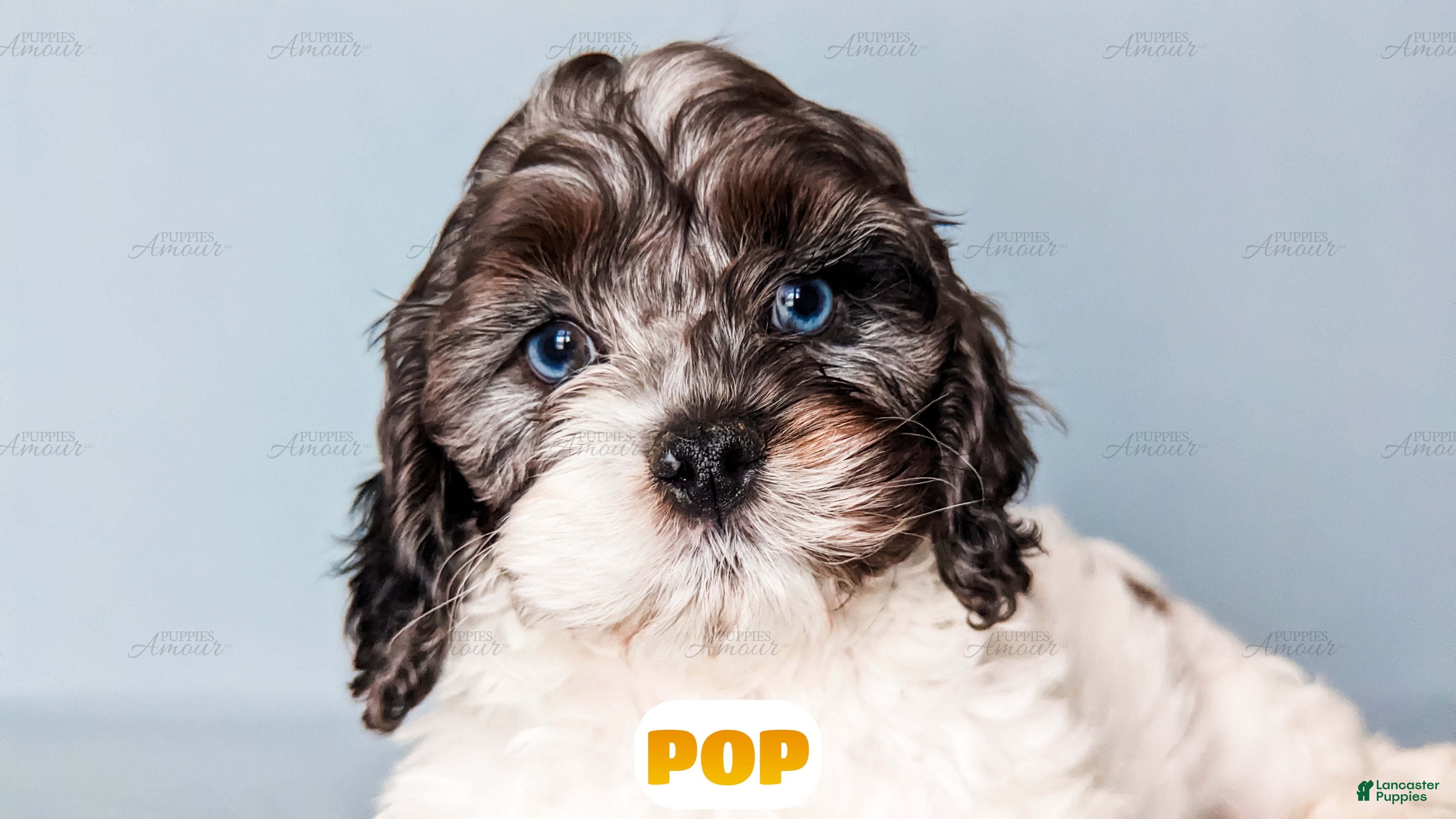 Cockapoo dogs Pop - Ad 20