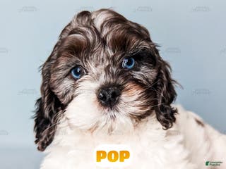Cockapoo dogs Pop - Ad 3