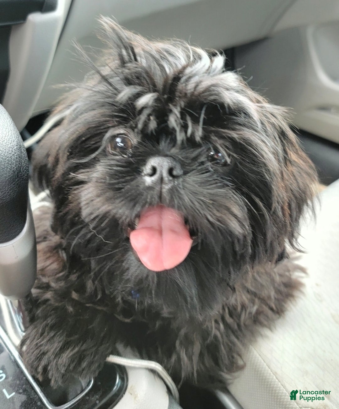 Shih Tzu dogs for sale: Buttons - Ad 13