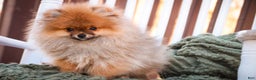 Pomeranian dogs for sale: Peyton - Ad 1