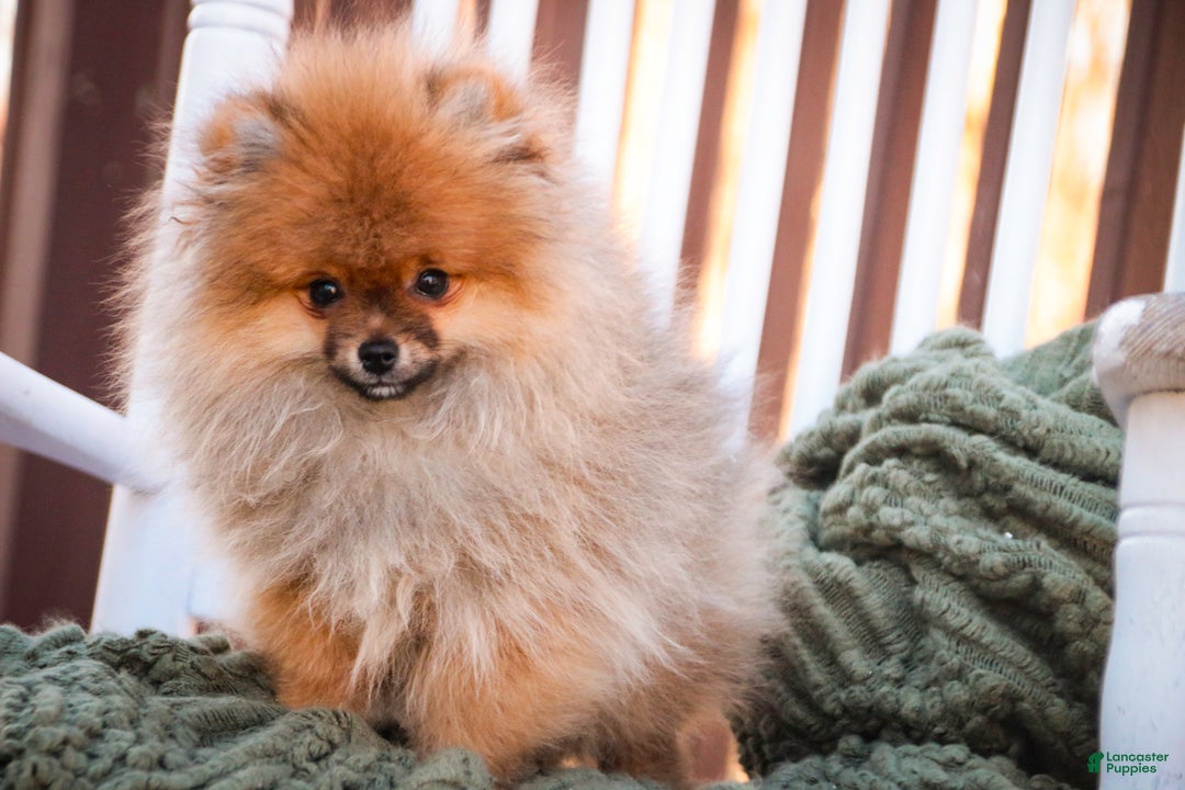 Pomeranian dogs for sale: Peyton - Ad 1