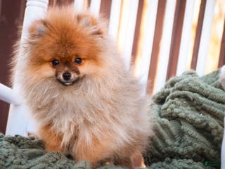 Pomeranian dogs Peyton - Ad 27