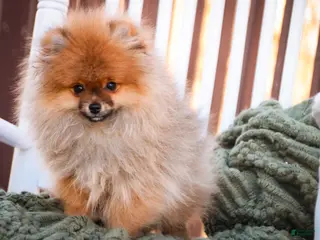 Pomeranian dogs Peyton - Ad 18