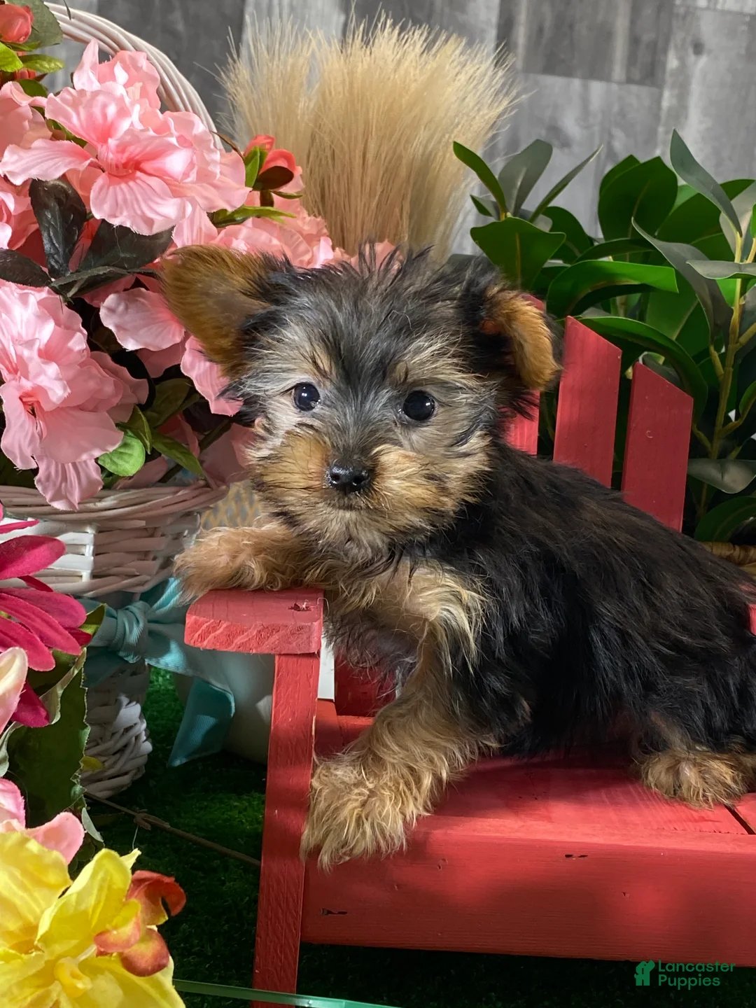 Yorkshire Terrier dogs for sale: Yo-yo  - Ad 4