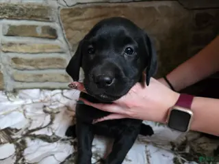 Labrador Retriever dogs Labrador Retriever Puppy 6 - Ad 10