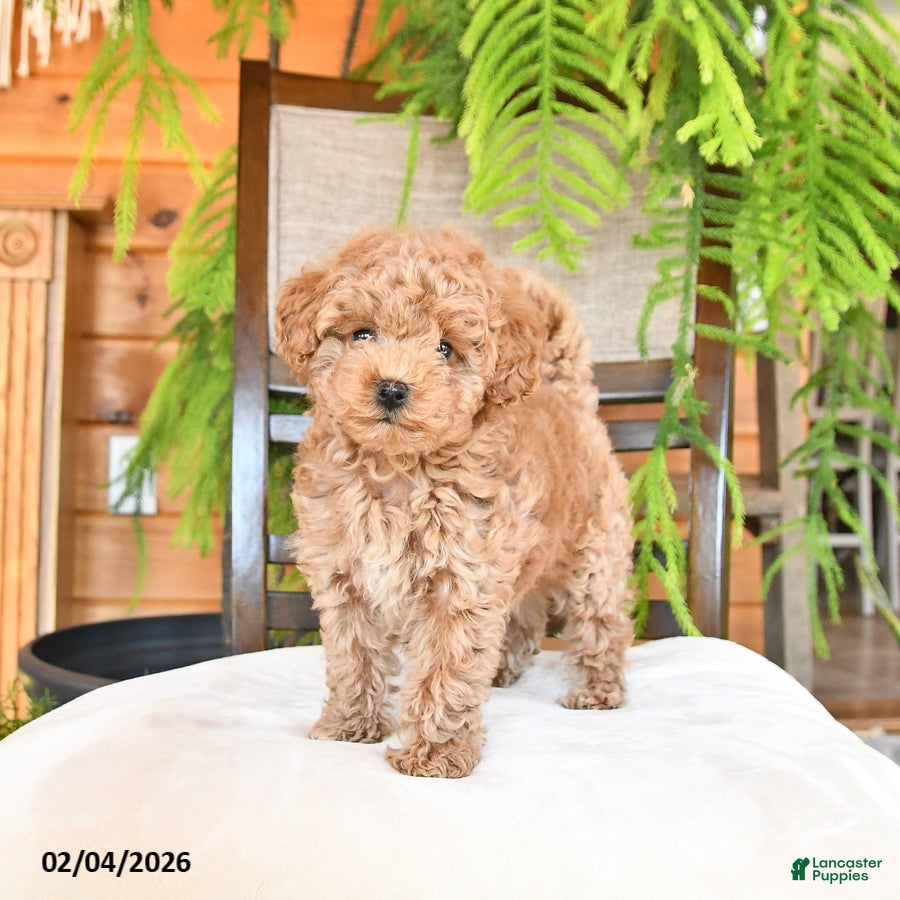 Maltipoo dogs Jinger - Ad 13