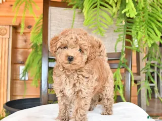 Maltipoo dogs Jinger - Ad 13