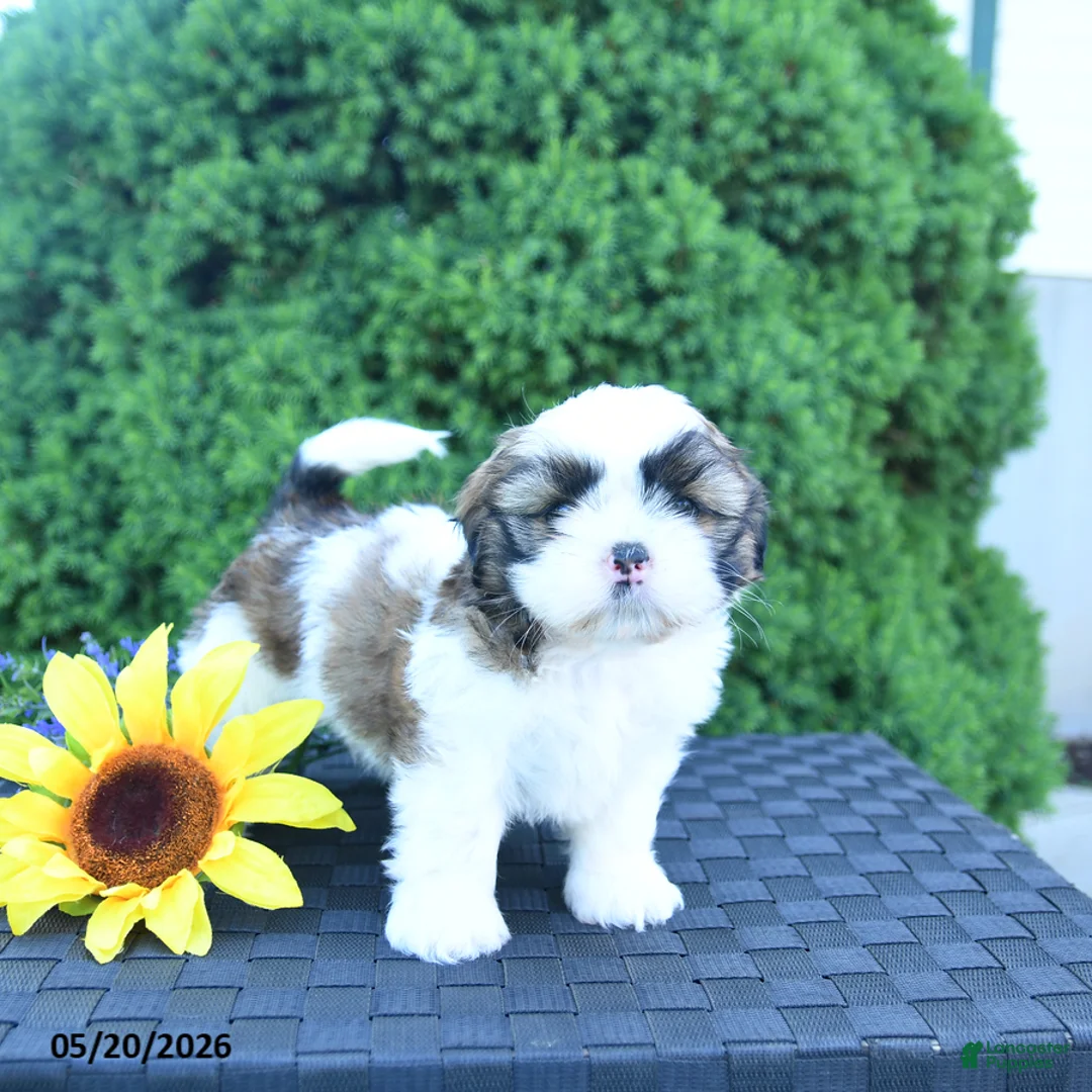 Shih Tzu dogs for sale: Mocha - Ad 3
