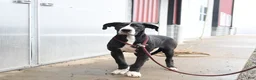 Great Dane dogs for sale: Hope - Ad 2