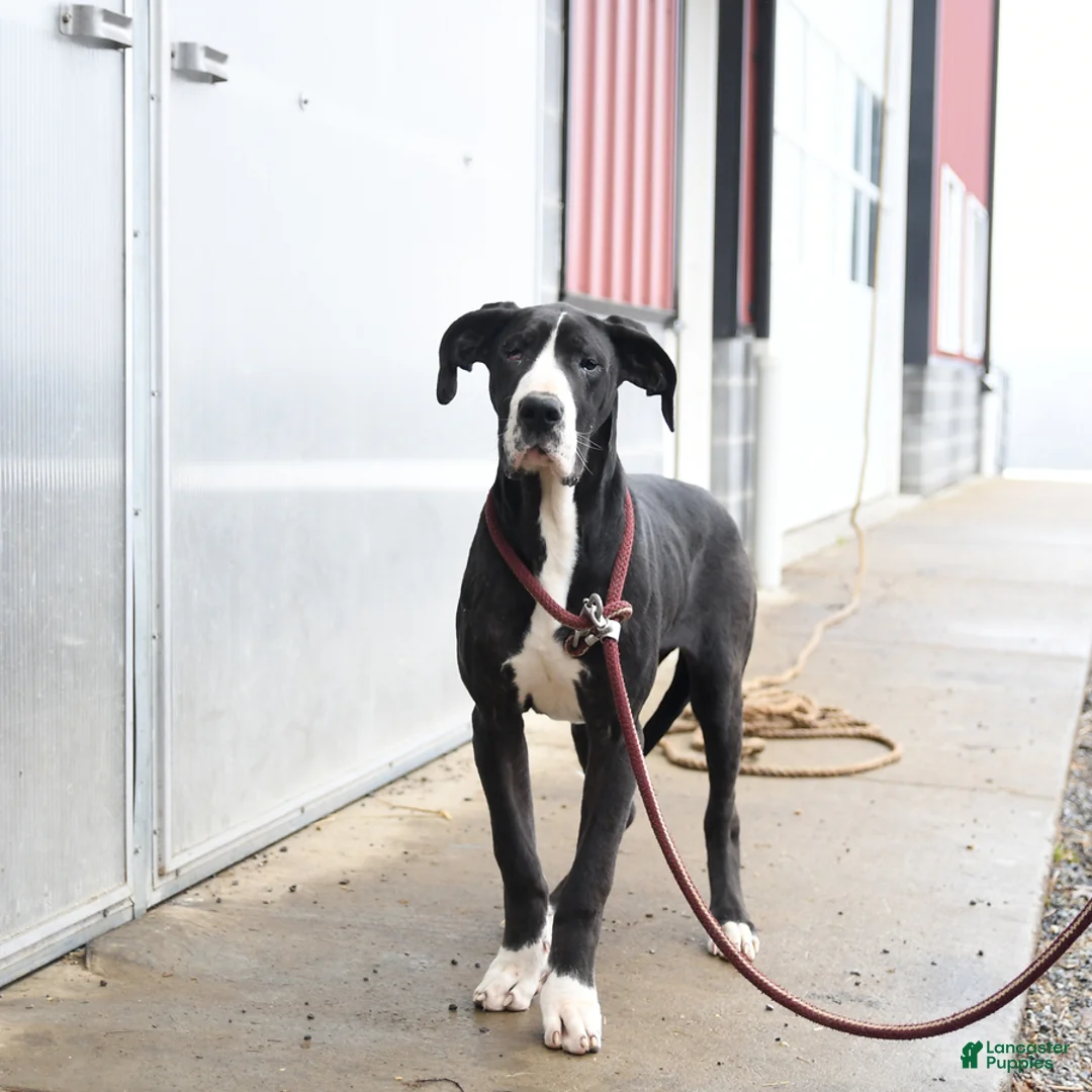 Great Dane dogs for sale: Hope - Ad 2