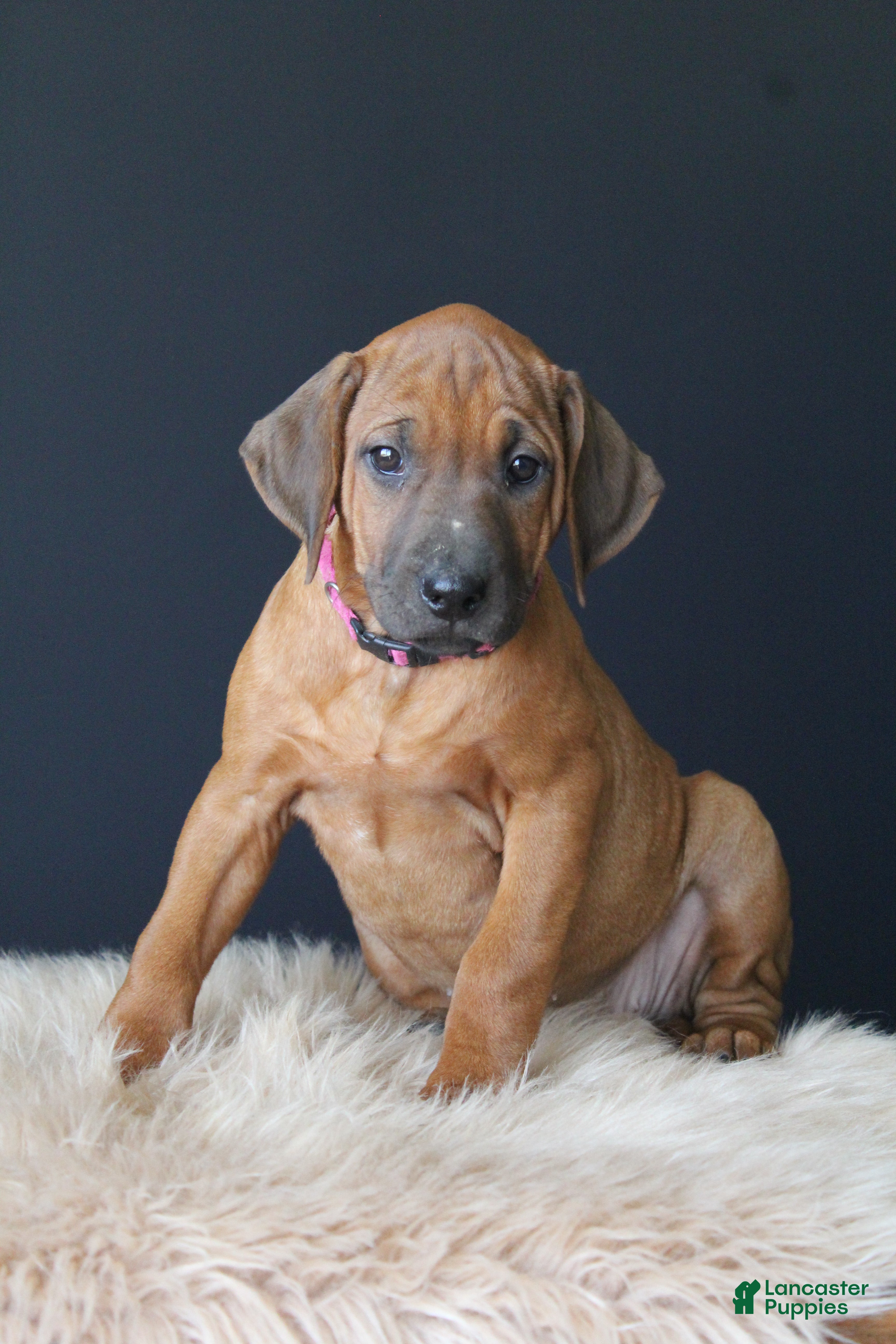 Rhodesian Ridgeback dogs Kassie - Ad 1