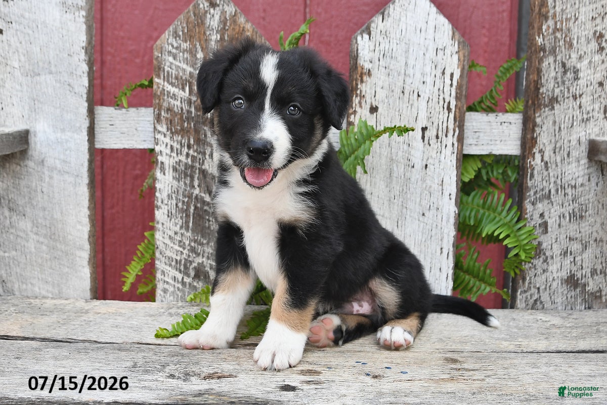 Border Collie dogs Dixon - Ad 2