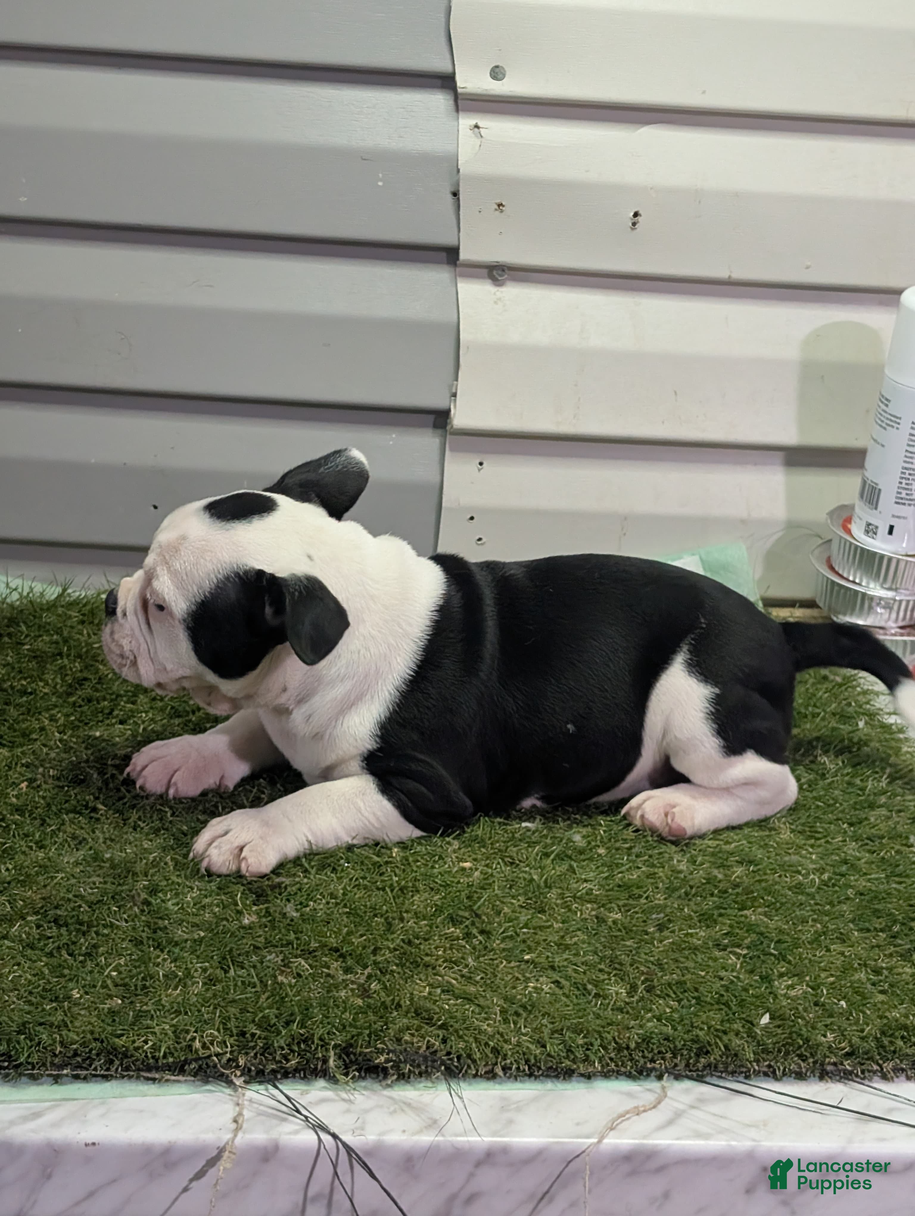 American Bully dogs American Bully Puppy 1 - Ad 2