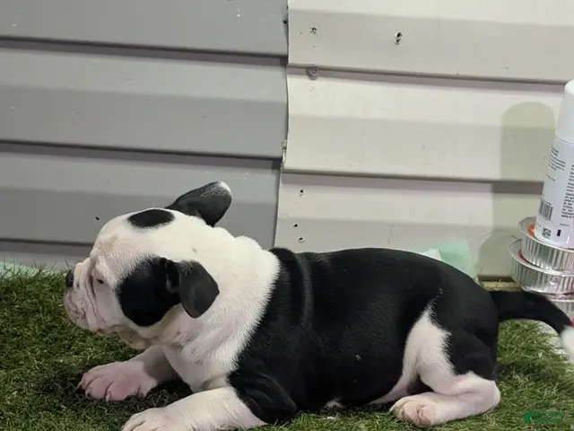 American Bully dogs for sale: American Bully Puppy 1 - Ad 2