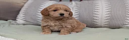Havapoo dogs for sale: Turbo - Ad 4
