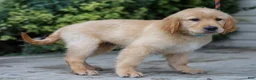 Golden Retriever dogs for sale: Adam ACA Golden Retriever Pup - Ad 4