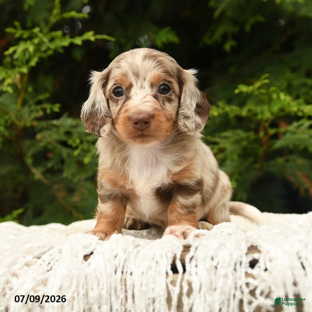 Miniature Dachshund dogs for sale: Ivanhoe - Ad 1