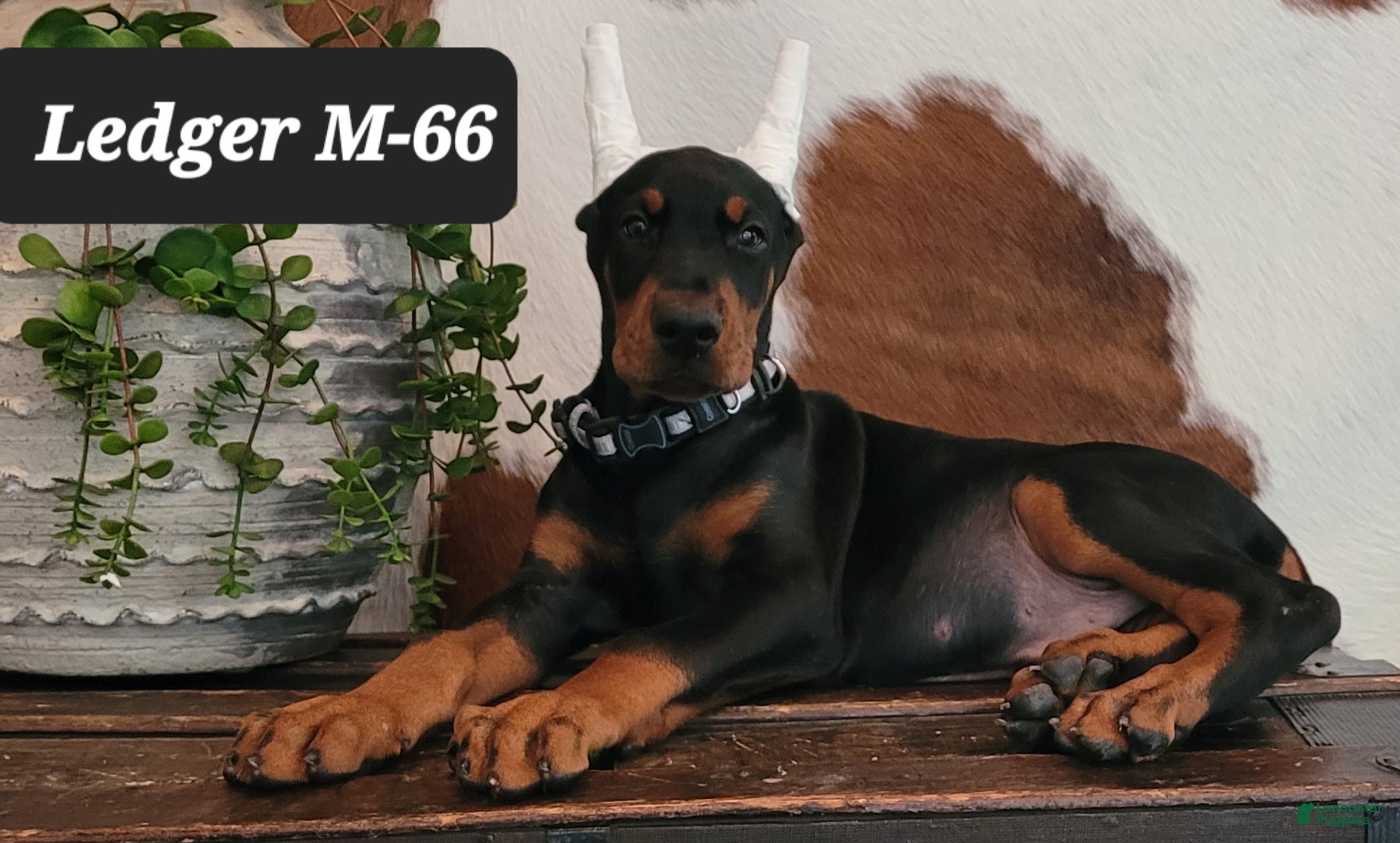 Doberman Pinscher dogs LEDGER  - Ad 27