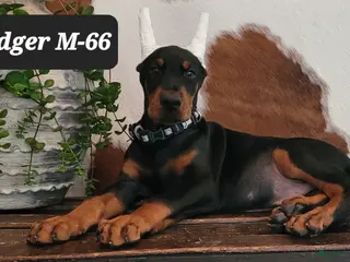 Doberman Pinscher dogs LEDGER - Ad 27