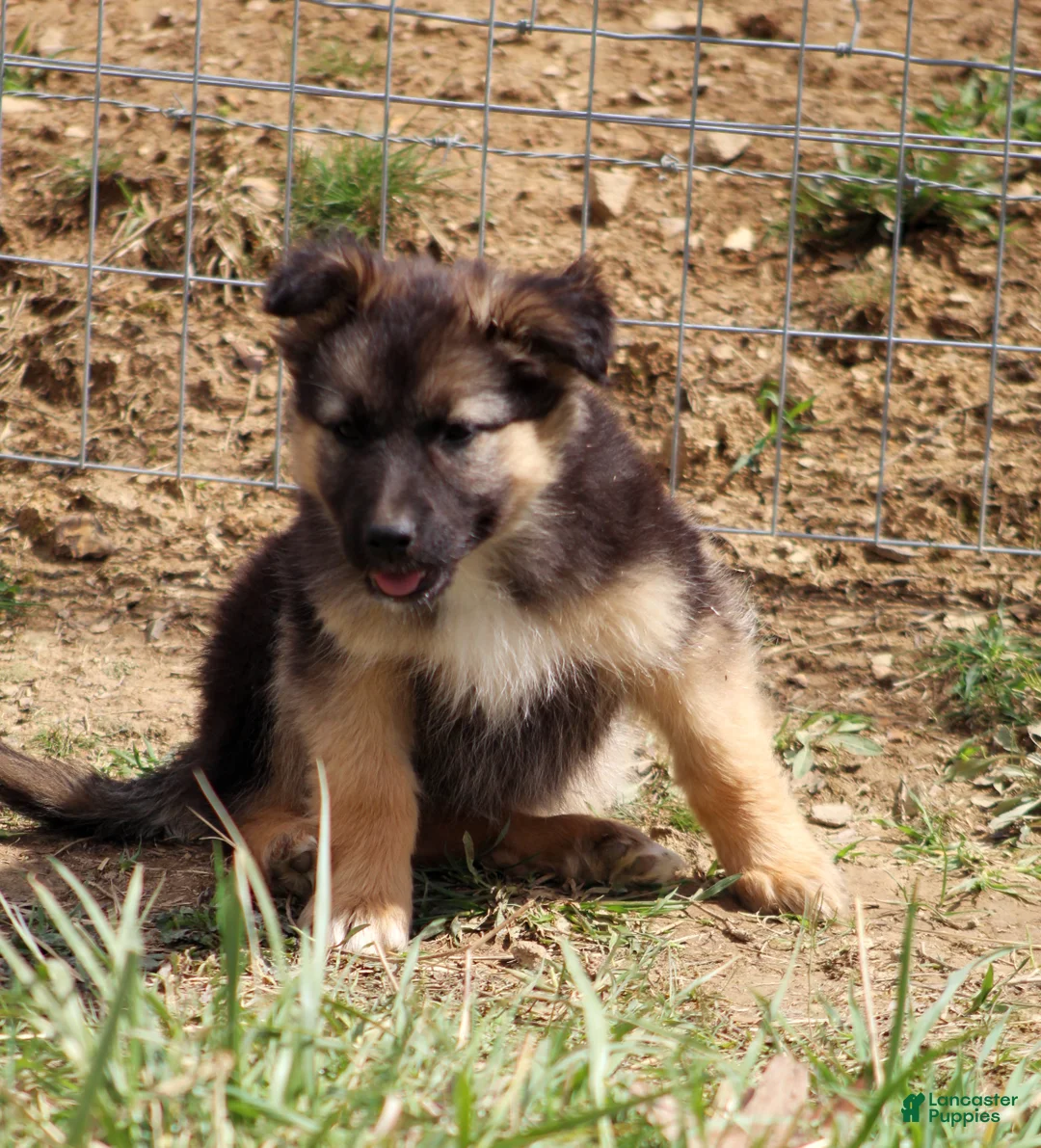 Mixed Breed dogs for sale: Willow  - Ad 2