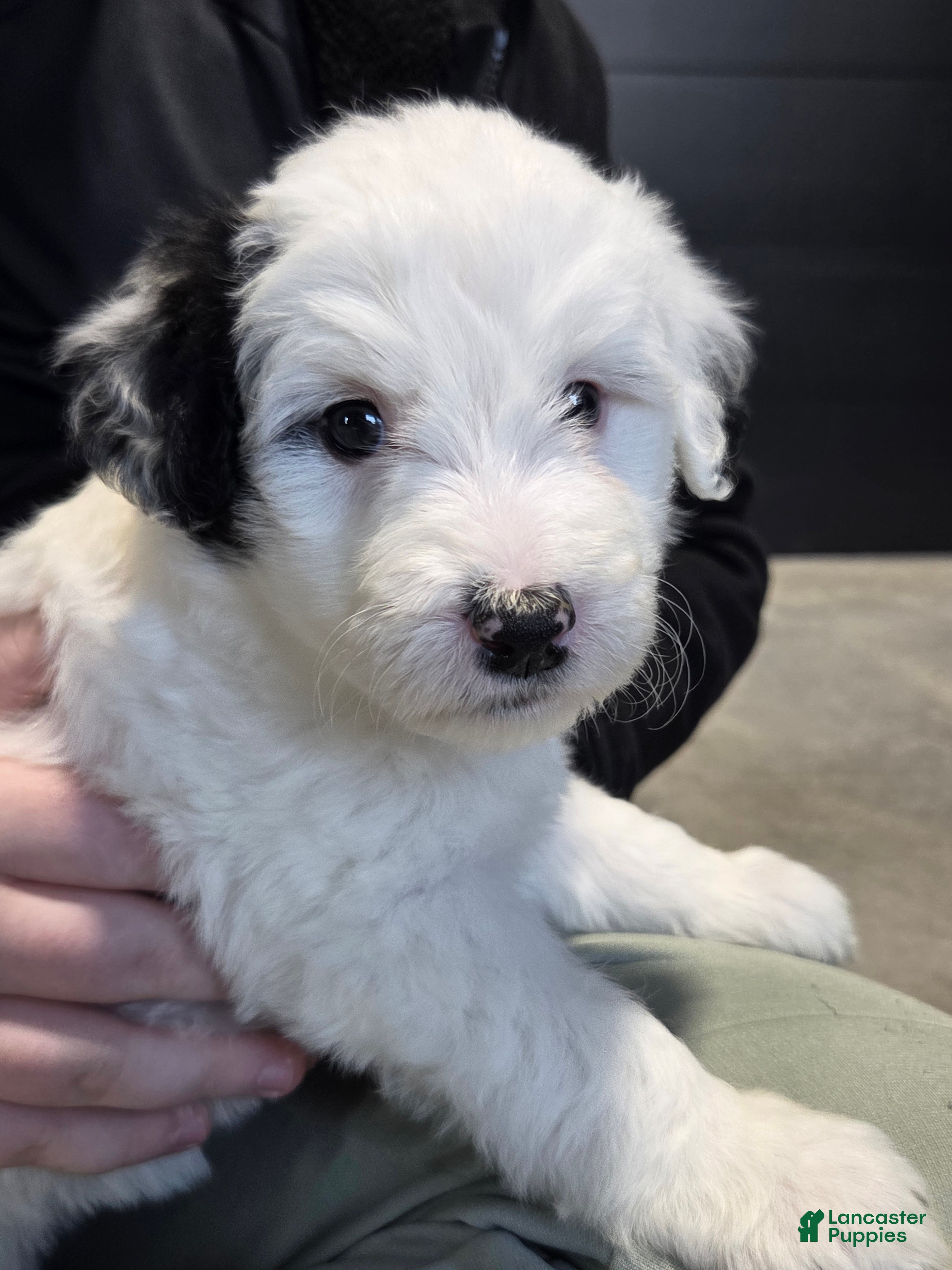 Mini Aussiedoodle dogs Spot - Ad 1