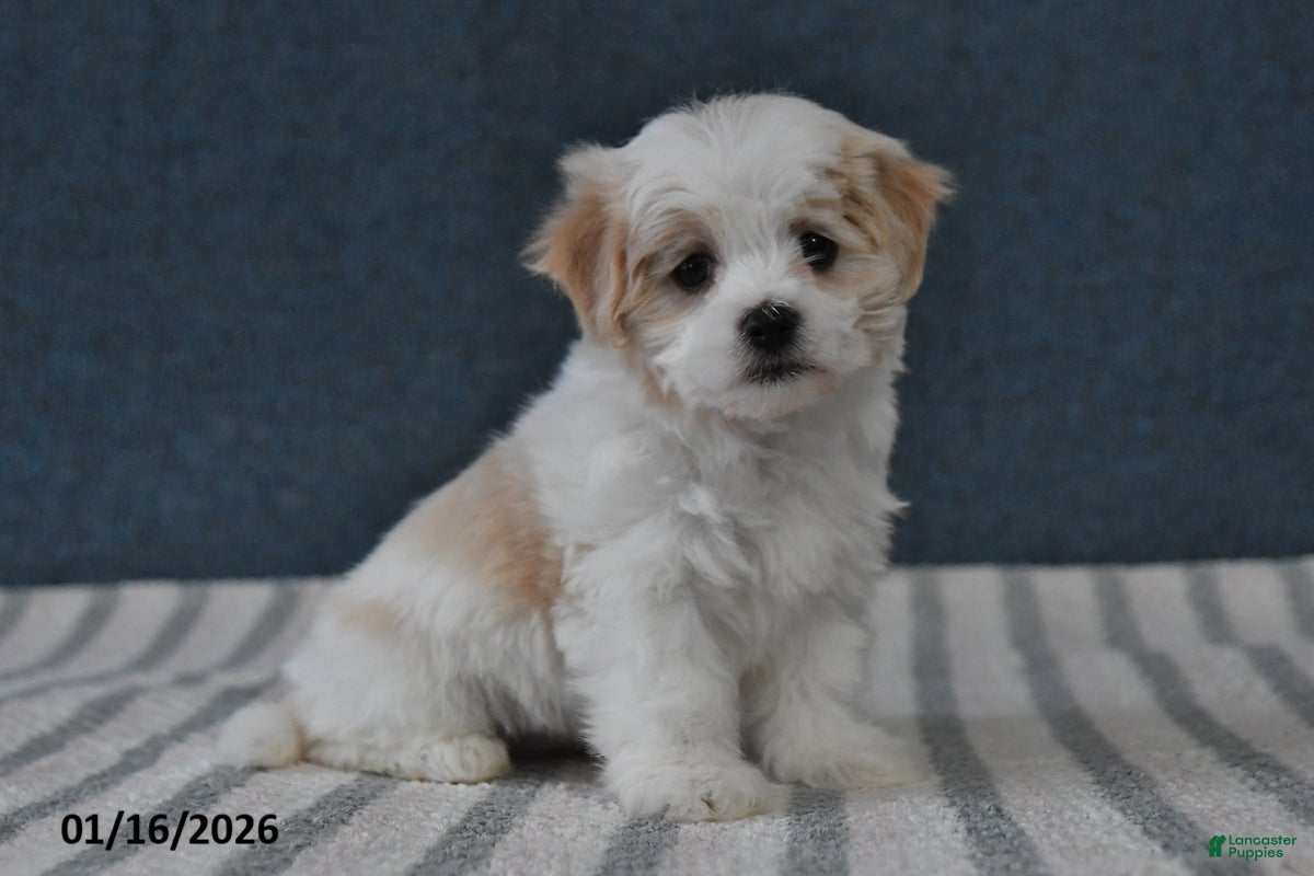 Cavachon dogs Lenny - Ad 2