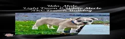 French Bulldog dogs for sale: Udo “Black”Collar, Male - Ad 3
