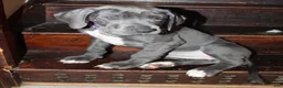 Great Dane dogs for sale: Ursula - Ad 3