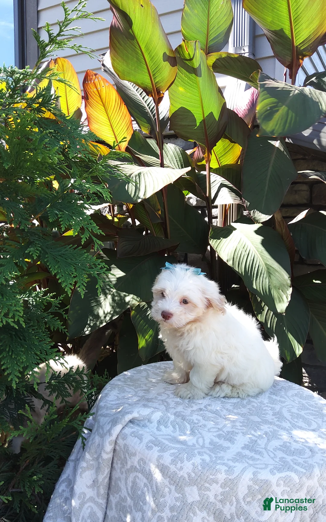 Havanese dogs for sale: Ranger  - Ad 1
