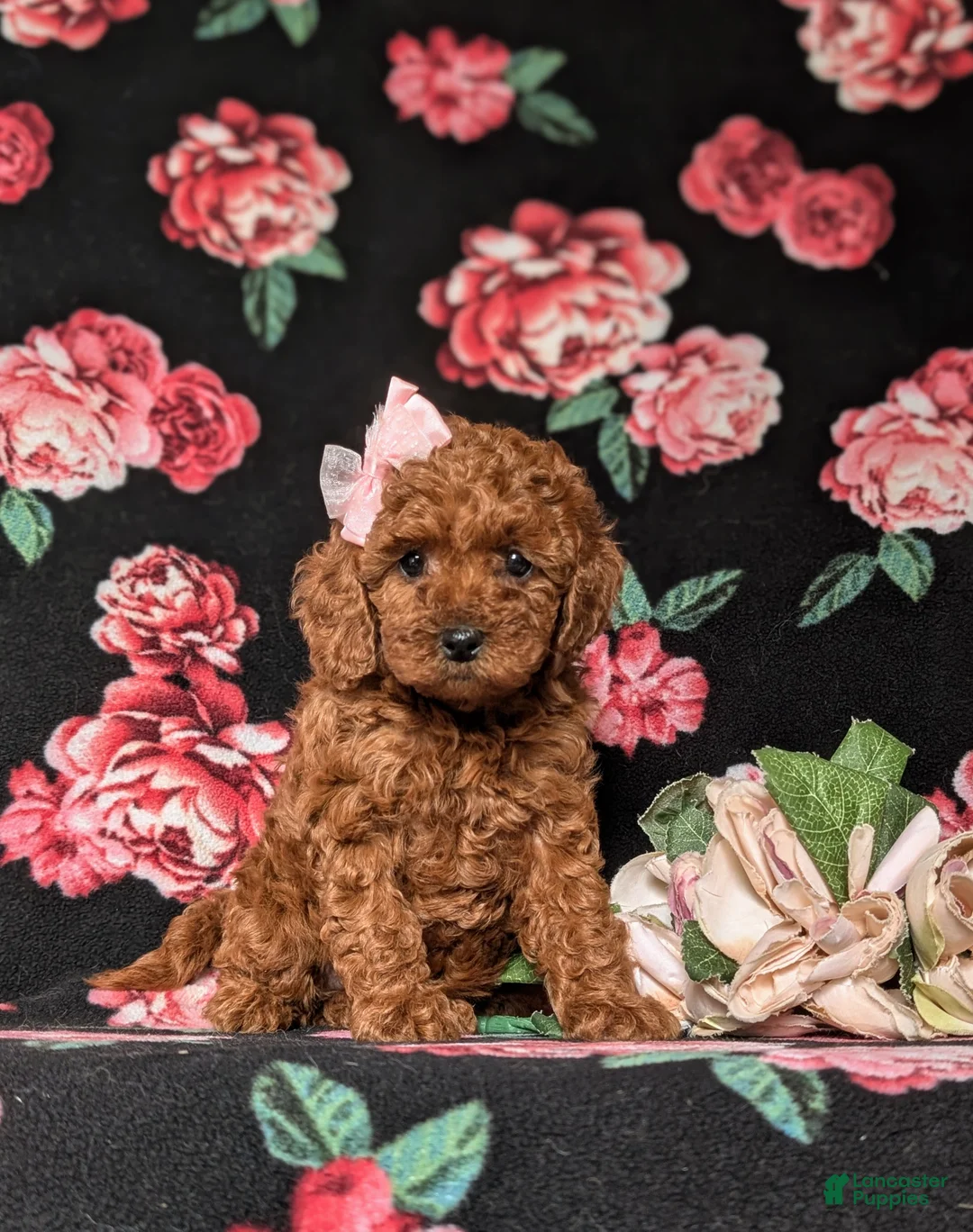 Miniature Poodle dogs for sale: Kaleigh - Ad 2