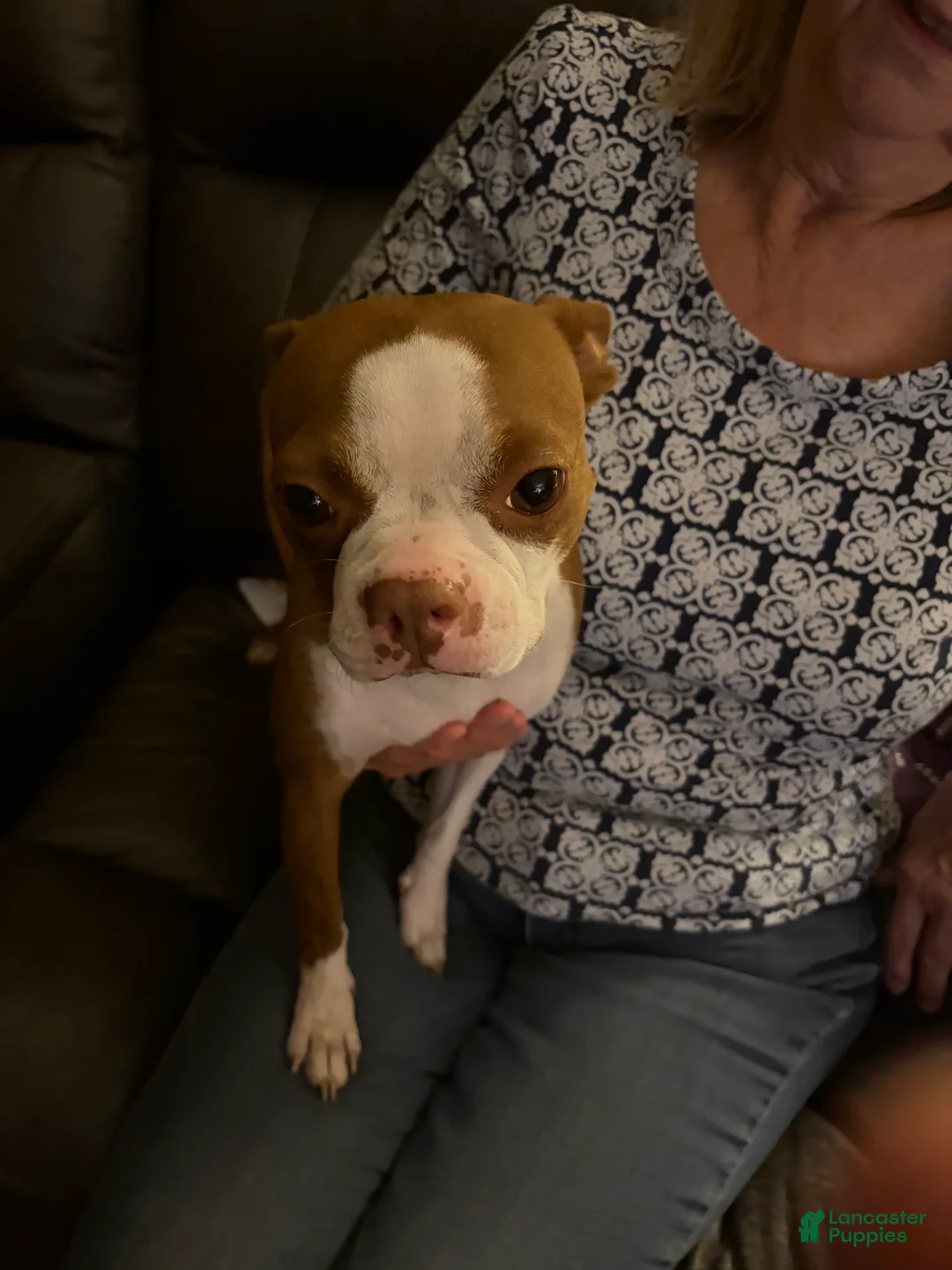 Boston Terrier dogs for sale: Johnnie - Ad 2