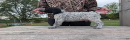 German Shorthaired Pointer dogs for sale: Blue - Ad 1