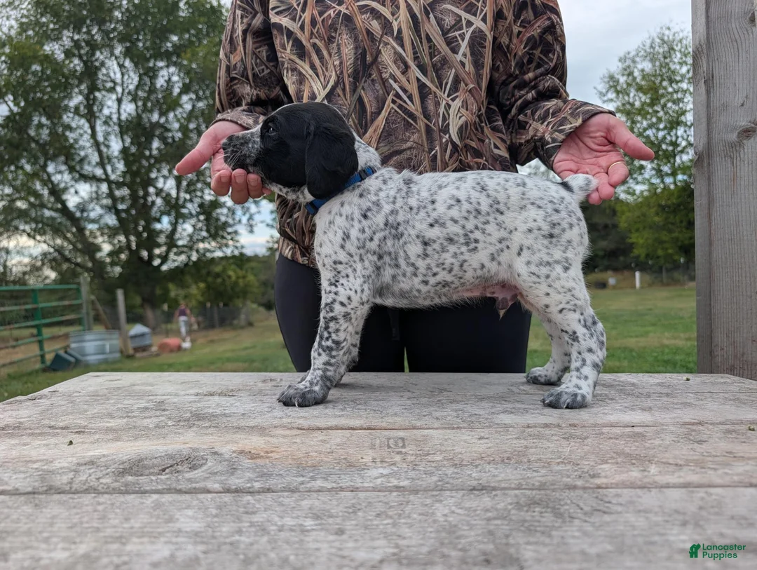 German Shorthaired Pointer dogs for sale: Blue - Ad 1