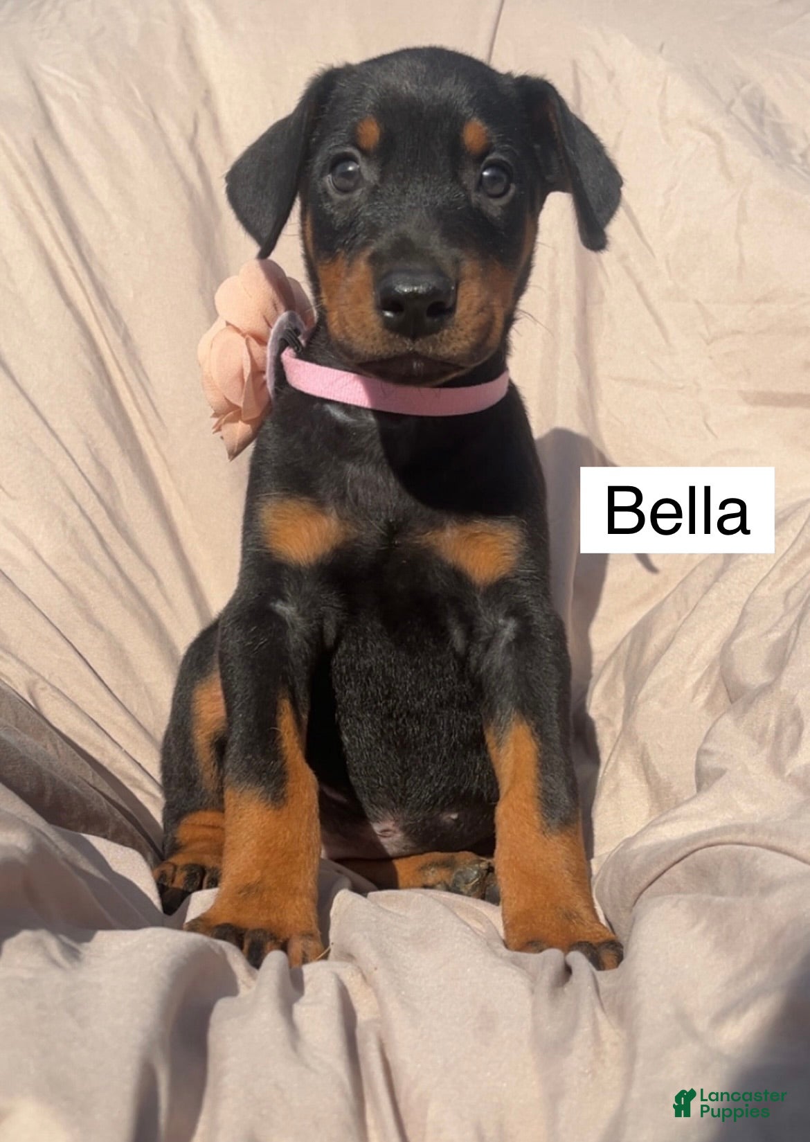 Doberman Pinscher dogs Bella - Ad 1