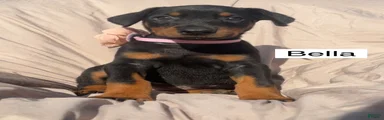 Bella