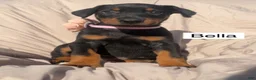 Doberman Pinscher dogs for sale: Bella - Ad 1