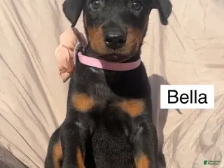 Doberman Pinscher dogs for sale: Bella - Ad 4