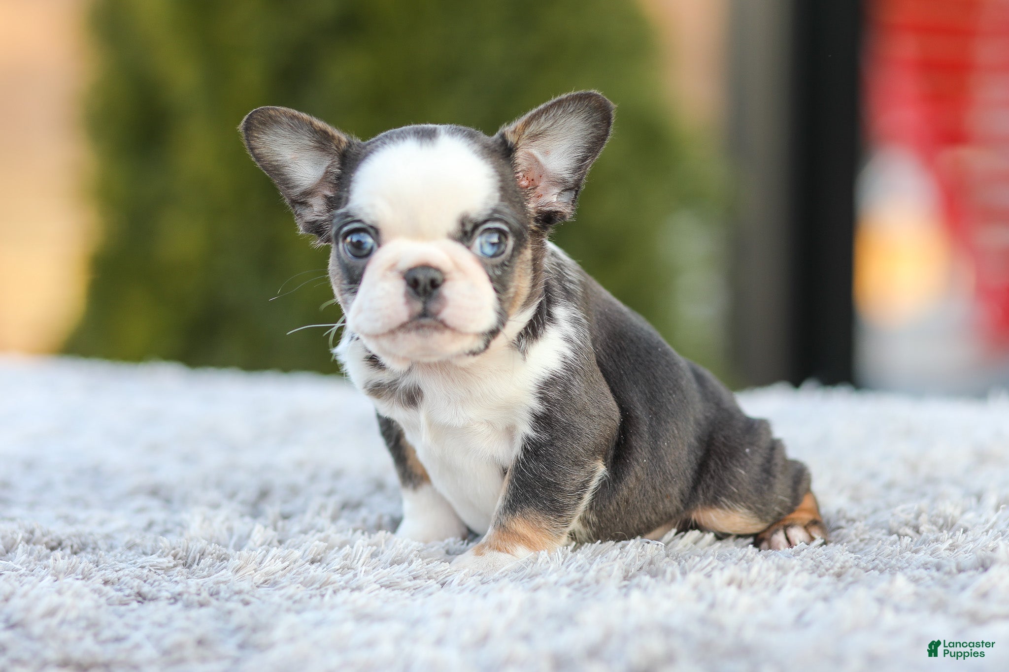 French Bulldog dogs Sheba - Ad 2