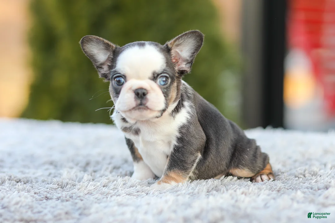 French Bulldog dogs for sale: Sheba - Ad 2