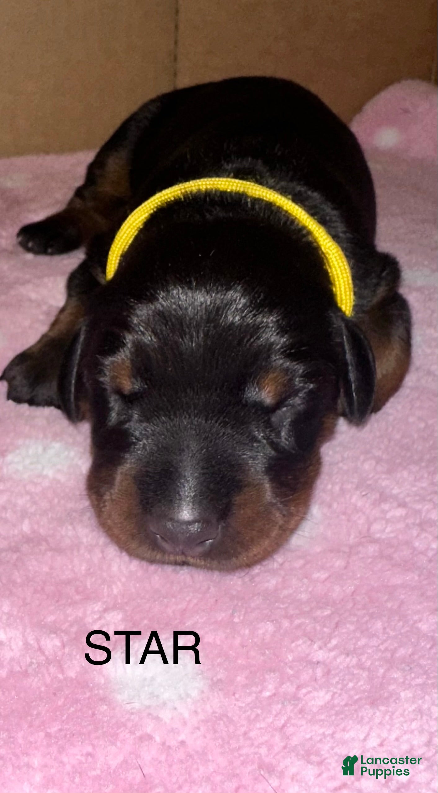 Doberman Pinscher dogs for sale: Star - Ad 4