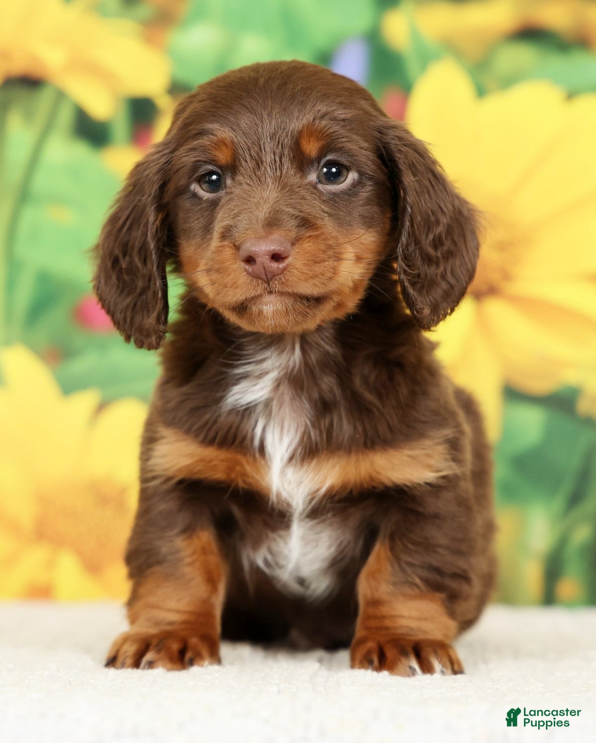Miniature Dachshund dogs Lennon - Ad 1