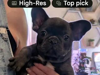 French Bulldog dogs French Bulldog 1 - Ad 1