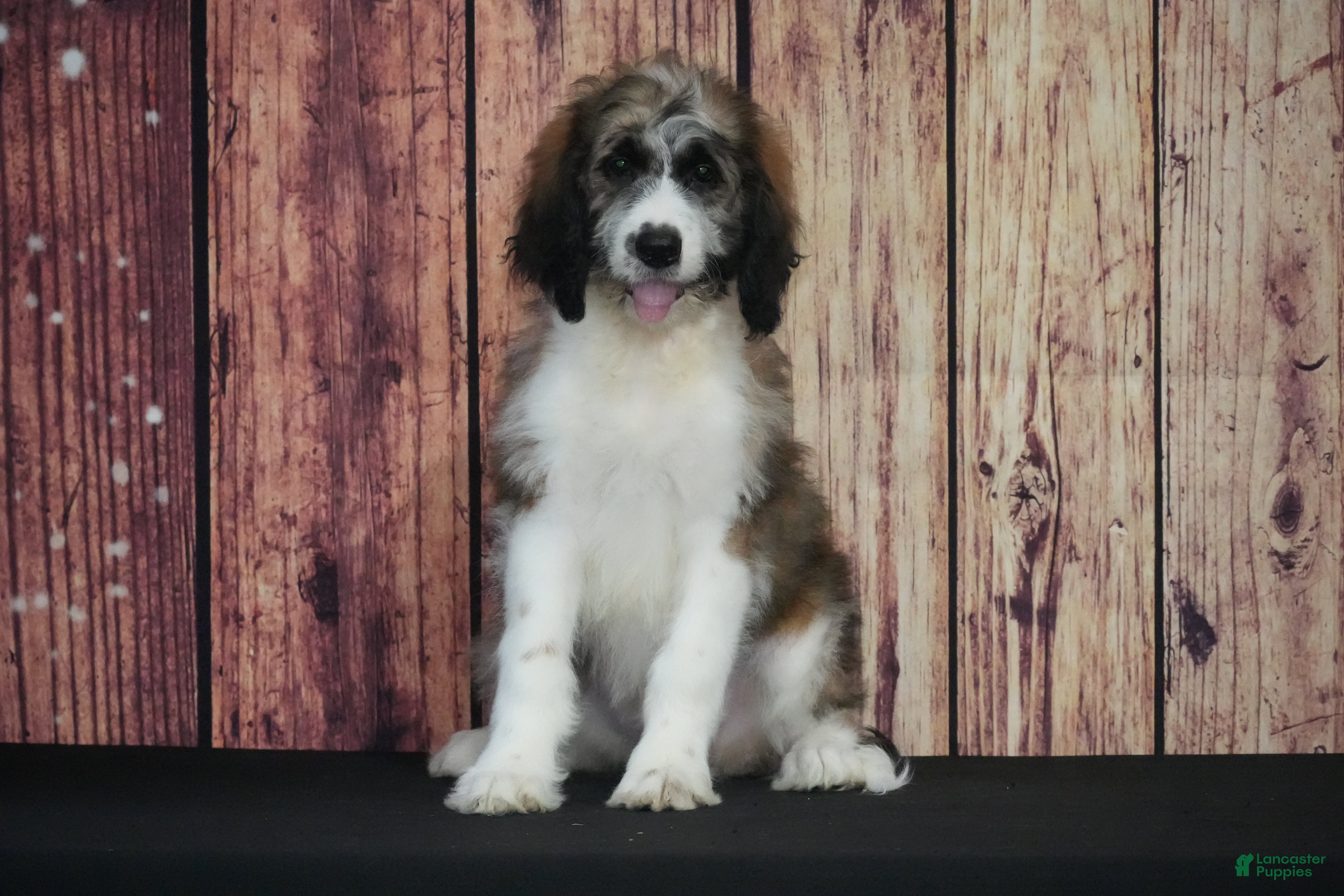 Saint Berdoodles dogs Saint Berdoodles Puppy 9 - Ad 11