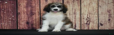 Saint Berdoodles Puppy 9