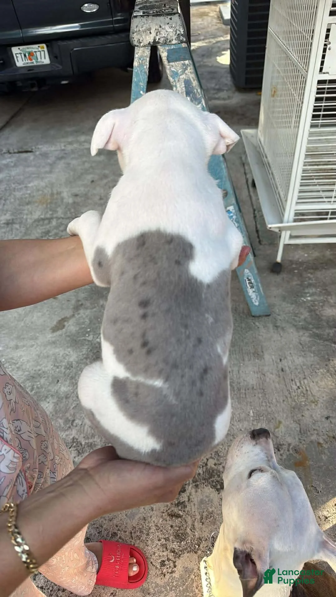 American Bully dogs for sale: American Bully Puppy 1 - Ad 3