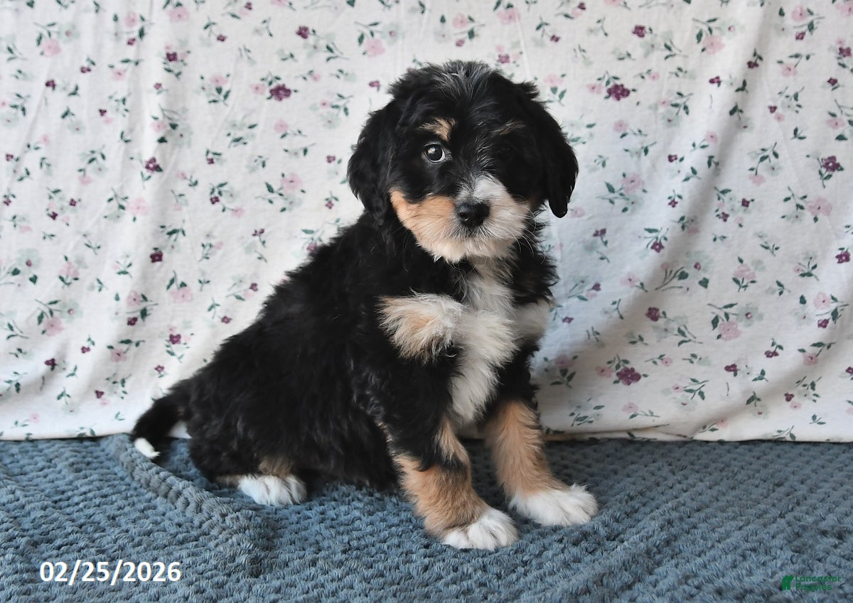 Bernedoodle dogs Amber - Ad 2